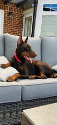 Reunited Female Dog last seen Little Chatterton ln, King George, VA 22485