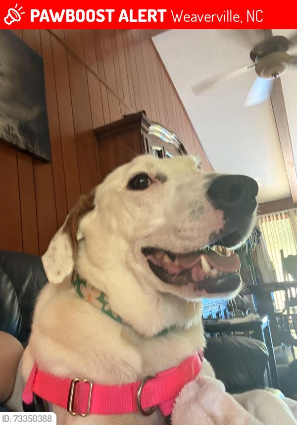 Lost Female Dog last seen Vance Birthplace, Weaverville, NC 28787