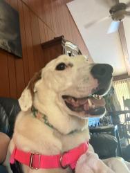 Lost Female Dog last seen Vance Birthplace, Weaverville, NC 28787