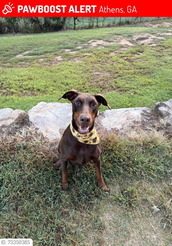 Lost Female Dog last seen barnett shoals road, the summit neighborhood, Athens, GA 30605