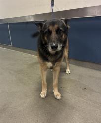 Shelter Stray Male Dog last seen Near BLOCK NW 124TH ST, 3599 NW 79th Ave, Doral, FL 33122, USA