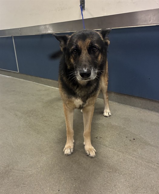 Shelter Stray Male Dog last seen Near BLOCK NW 124TH ST, 3599 NW 79th Ave, Doral, FL 33122, USA