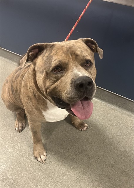 Shelter Stray Male Dog last seen Near BLOCK NW 37 AVE, 3599 NW 79th Ave, Doral, FL 33122, USA