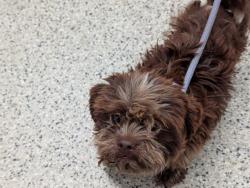 Shelter Stray Male Dog last seen Near BLOCK KILBOURNE AVE, DETROIT MI 48213, 7401 Chrysler Dr, Detroit, MI 48211, USA