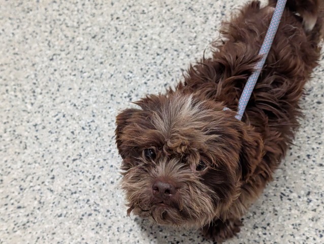 Shelter Stray Male Dog last seen Near BLOCK KILBOURNE AVE, DETROIT MI 48213, 7401 Chrysler Dr, Detroit, MI 48211, USA