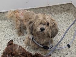 Shelter Stray Male Dog last seen Near BLOCK KILBOURNE AVE, DETROIT MI 48213, 7401 Chrysler Dr, Detroit, MI 48211, USA