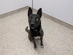 Shelter Stray Male Dog last seen Near BLOCK FORRER ST, DETROIT MI 48235, 7401 Chrysler Dr, Detroit, MI 48211, USA