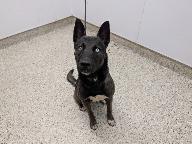 Shelter Stray Male Dog last seen Near BLOCK FORRER ST, DETROIT MI 48235, 7401 Chrysler Dr, Detroit, MI 48211, USA