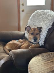 Reunited Male Dog last seen Near piegon creek road, eighty four, Pa 15330, Eighty Four, PA 15330