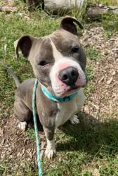 Shelter Stray Male Dog last seen Near Belair Rd., 21213, MD, 2490 Giles Rd, Baltimore, MD 21225, USA
