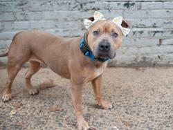Shelter Stray Female Dog last seen Near 8th Avenue Avenue, NEW YORK, NY, 10039, 326 E 110th St, New York, NY 10029, USA