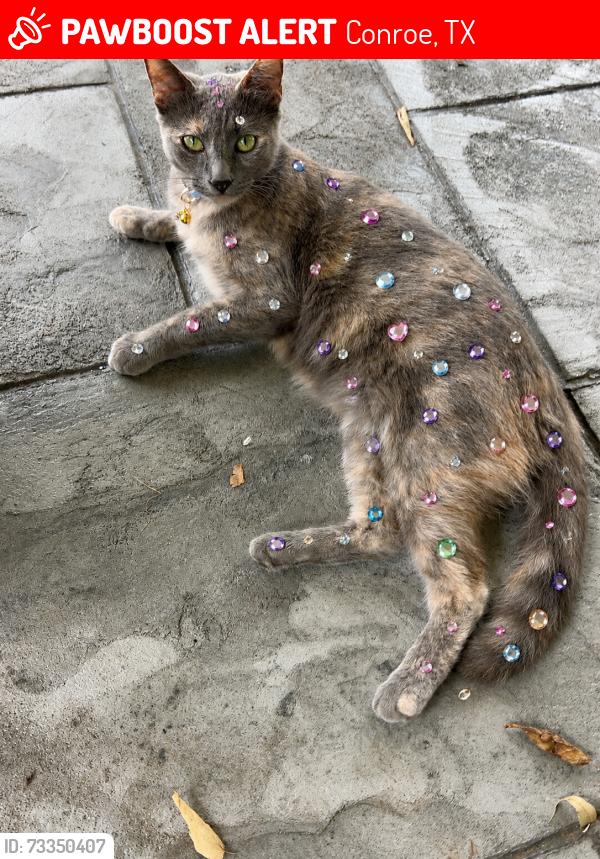 Lost Female Cat last seen CVS, Conroe, TX 77301