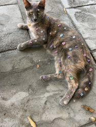 Lost Female Cat last seen CVS, Conroe, TX 77301