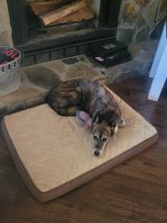 Lost Male Dog last seen In Cardinal Lake neighborhood, Duluth, GA 30096