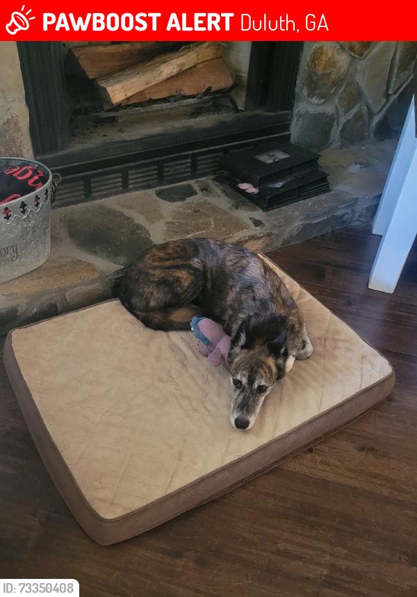 Lost Male Dog last seen In Cardinal Lake neighborhood, Duluth, GA 30096