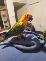 Lost Female Bird last seen Seen flying toward trees near W Tennyson Rd and Ocala between Bahama and Portsmouth in Hayward, Ca.between, Hayward, CA 94544