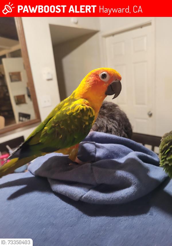 Lost Female Bird last seen Seen flying toward trees near W Tennyson Rd and Ocala between Bahama and Portsmouth in Hayward, Ca.between, Hayward, CA 94544