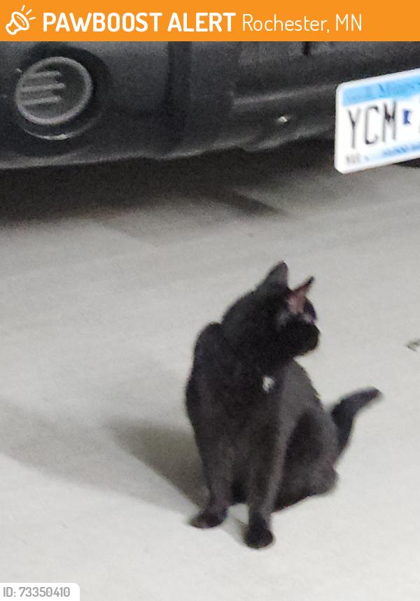 Found/Stray Unknown Cat last seen John Adams Middle School, Rochester, MN 55901