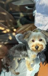 Lost Male Dog last seen Lexington and Kedzie, Chicago, IL 60612