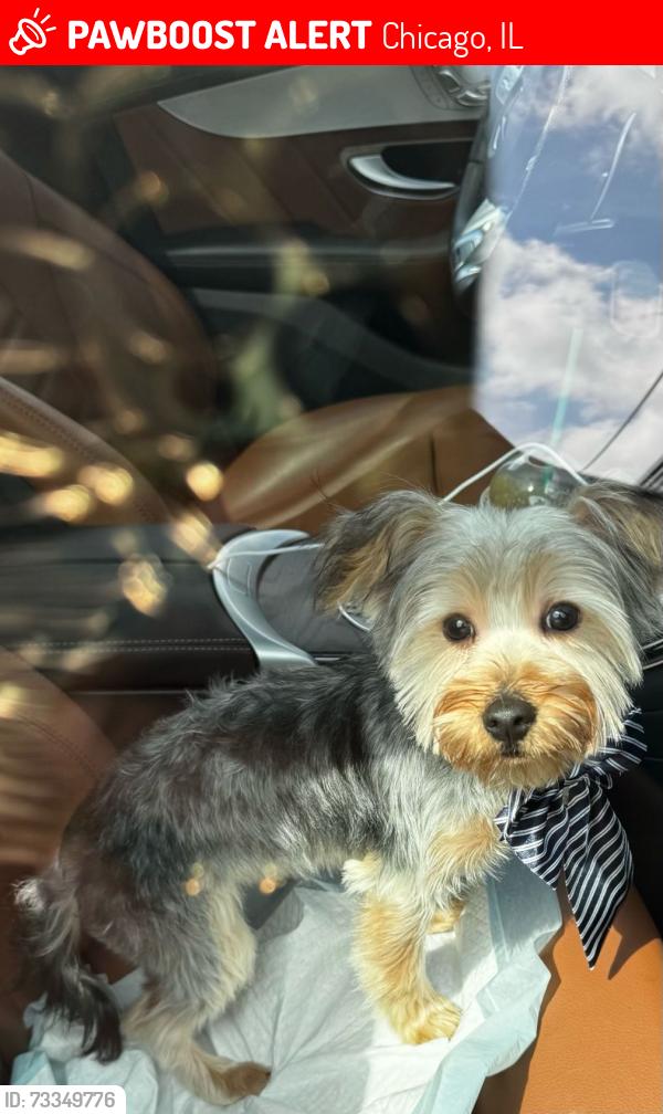 Lost Male Dog last seen Lexington and Kedzie, Chicago, IL 60612
