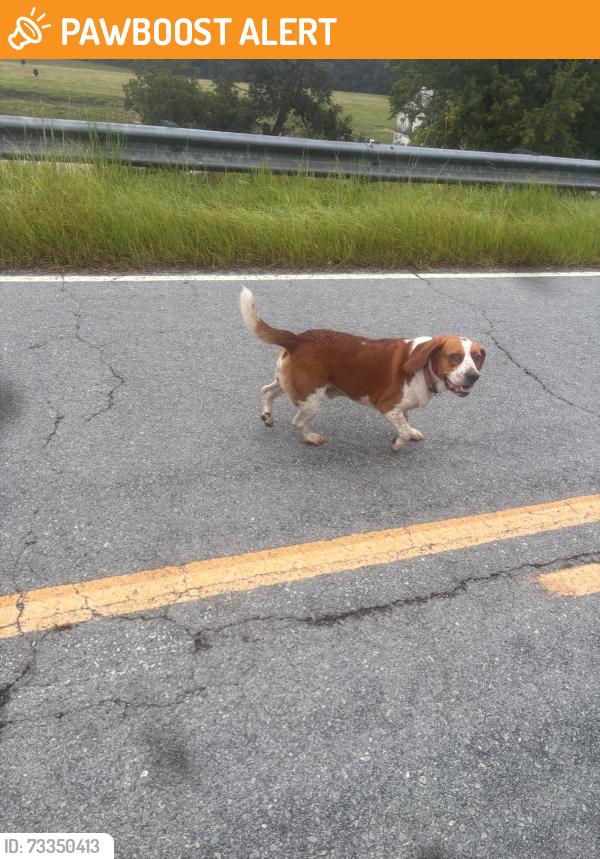 Found/Stray Male Dog last seen Near points road and hwy 50, Johnston County, NC 27504