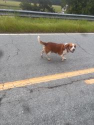 Found/Stray Male Dog last seen Near points road and hwy 50, Johnston County, NC 27504