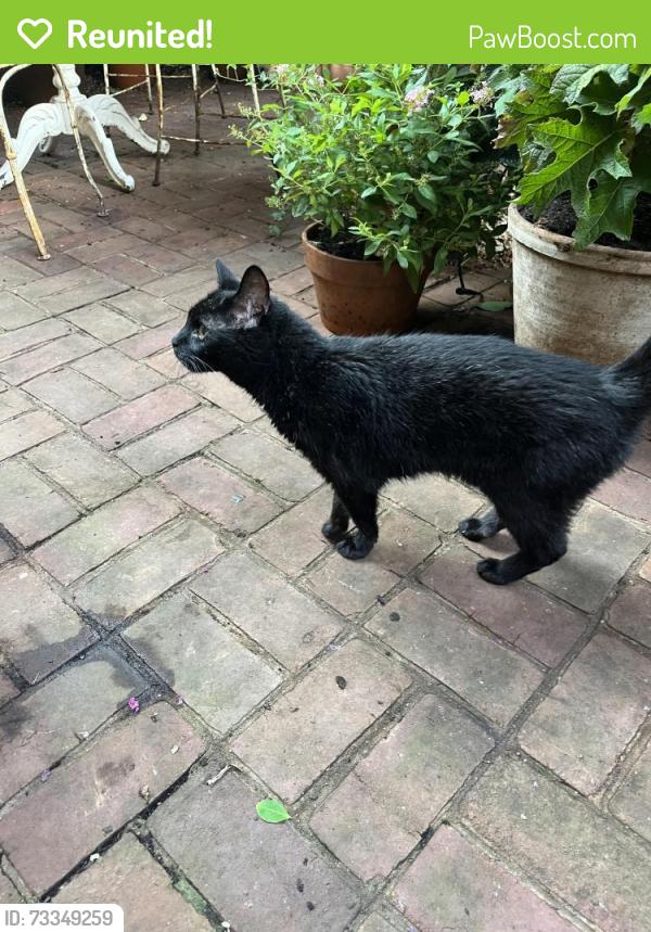 Reunited Unknown Cat last seen Union Street and Wolfe Street, Alexandria, VA 22314