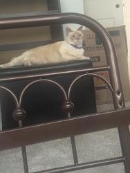 Reunited Male Cat last seen Elmora Ave, Baltimore, MD 21213