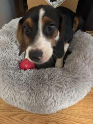 Found/Stray Female Dog last seen Jamestown & Hamilton, Rockledge, FL 32955