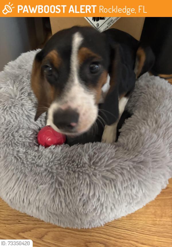 Found/Stray Female Dog last seen Jamestown & Hamilton, Rockledge, FL 32955
