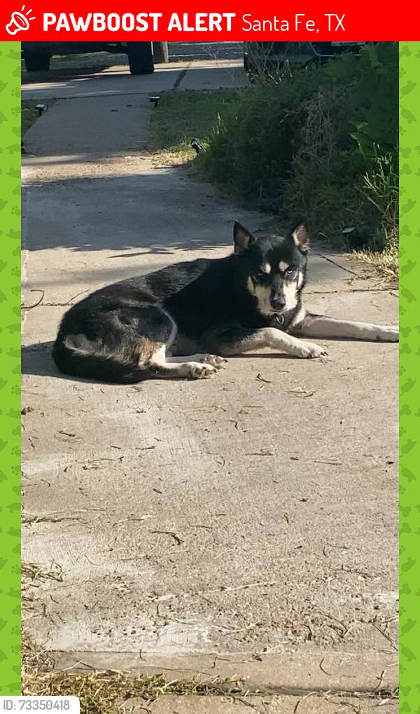 Lost Male Dog last seen Highway 6 and Ave B, Santa Fe, TX 77510