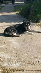 Lost Male Dog last seen Highway 6 and Ave B, Santa Fe, TX 77510
