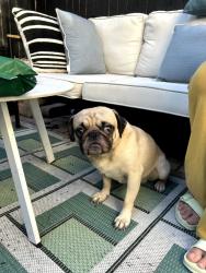 Reunited Male Dog last seen Berks and Sepviva, Philadelphia, PA 19125