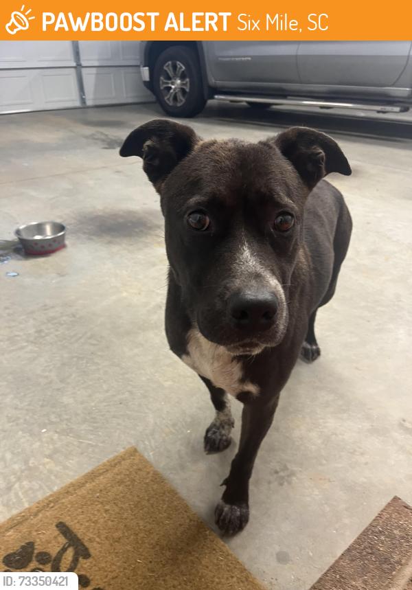 Found/Stray Male Dog last seen The Scoop Restaurant, Six Mile, SC 29682