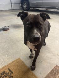 Found/Stray Male Dog last seen The Scoop Restaurant, Six Mile, SC 29682