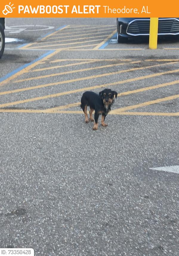 Found/Stray Unknown Dog last seen Rouses, Theodore, AL 36582