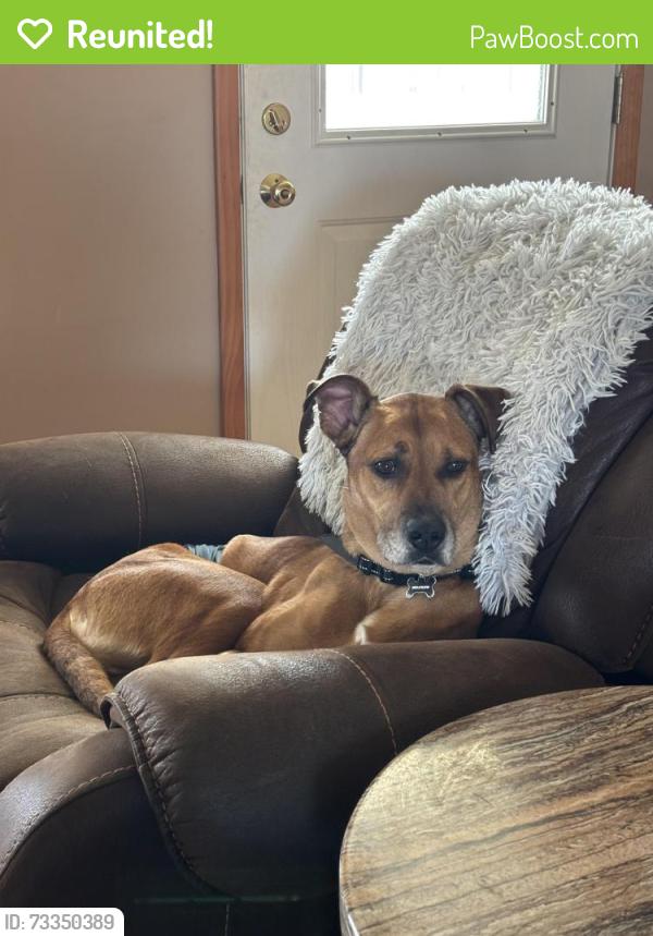 Reunited Male Dog last seen Near piegon creek road, eighty four, Pa 15330, Eighty Four, PA 15330