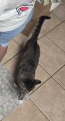 Reunited Male Cat last seen Dove Ranch, Roanoke, TX 76262