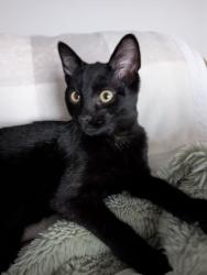 Lost Male Cat last seen Dyer and Tokala Trail, London, ON N6G 0S6