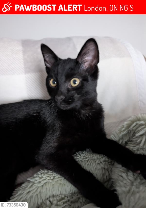 Lost Male Cat last seen Dyer and Tokala Trail, London, ON N6G 0S6