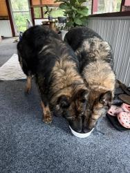 Reunited Unknown Dog last seen Near and route 100 west Chester, West Chester, PA 19383