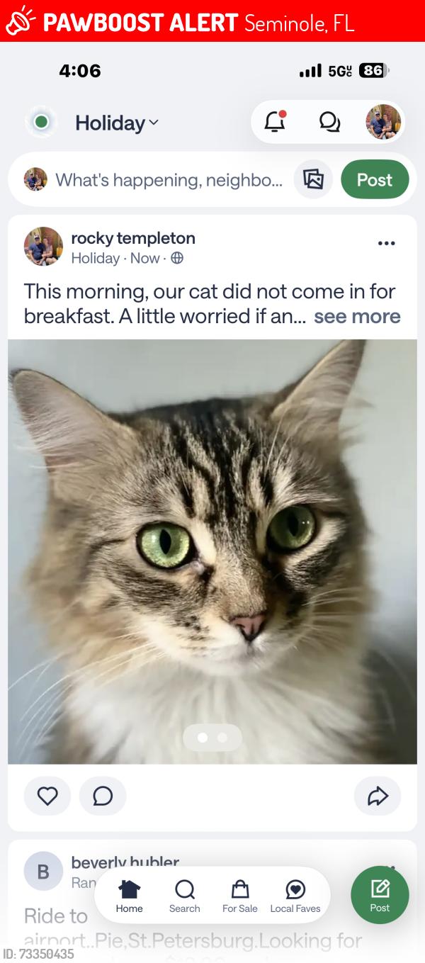 Lost Female Cat last seen Across the street from TJ Maxx behind Chick-fil-A, Seminole, FL 33772