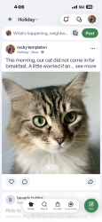 Lost Female Cat last seen Across the street from TJ Maxx behind Chick-fil-A, Seminole, FL 33772