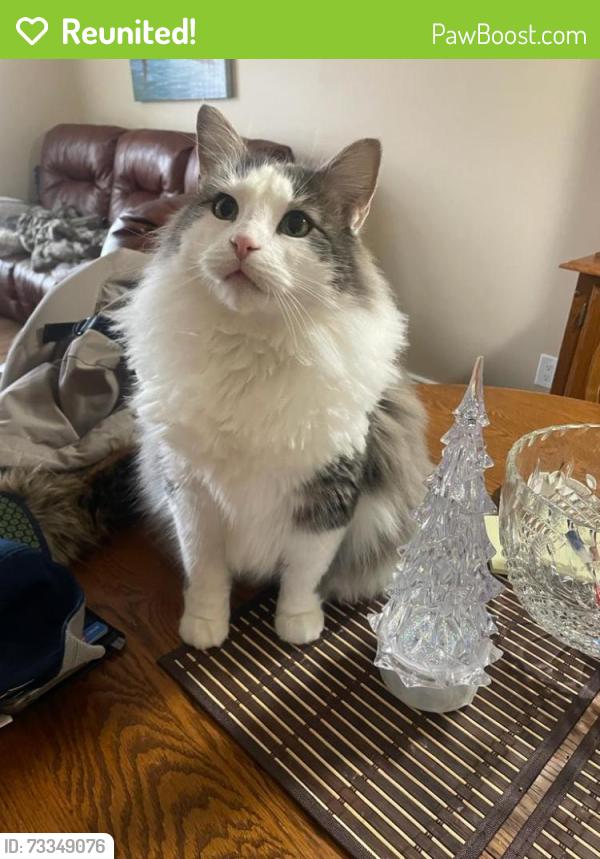 Reunited Male Cat last seen Homeview Rd/ Ansondale Rd, London, ON N6C 5J4