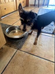 Found/Stray Male Dog last seen Rainbow and Paseo Del Norte, Bernalillo County, NM 87105