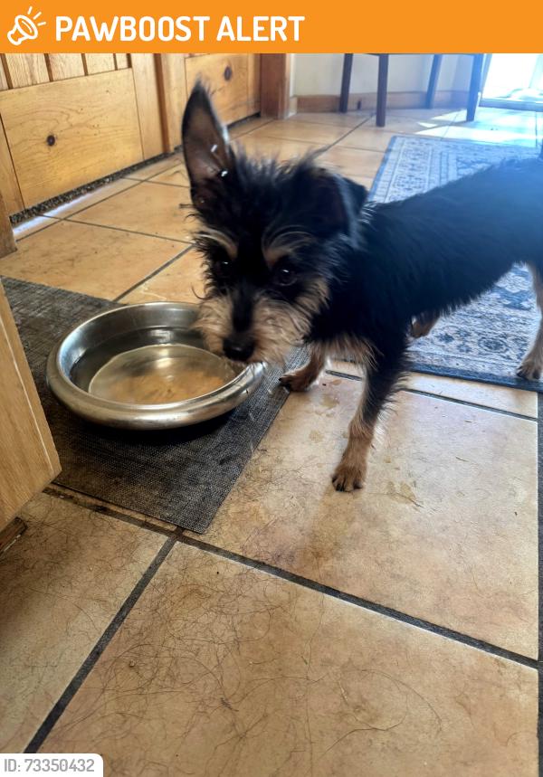 Found/Stray Male Dog last seen Rainbow and Paseo Del Norte, Bernalillo County, NM 87105