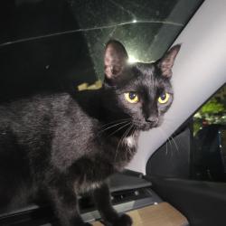 Found/Stray Female Cat last seen The Beacon at Pfluger Farm apmts, Pflugerville, TX 78660
