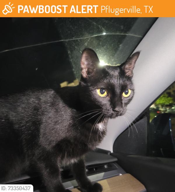 Found/Stray Female Cat last seen The Beacon at Pfluger Farm apmts, Pflugerville, TX 78660