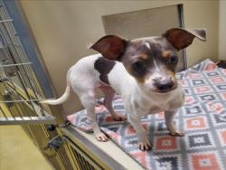 Shelter Stray Female Dog last seen Near BLOCK S SENECA ST, WICHITA KS 67217, 3303 N Hillside St, Wichita, KS 67219, USA