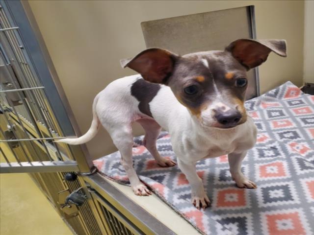 Shelter Stray Female Dog last seen Near BLOCK S SENECA ST, WICHITA KS 67217, 3303 N Hillside St, Wichita, KS 67219, USA